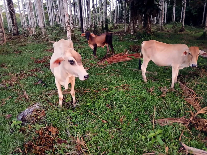 Novilhas e bezerros