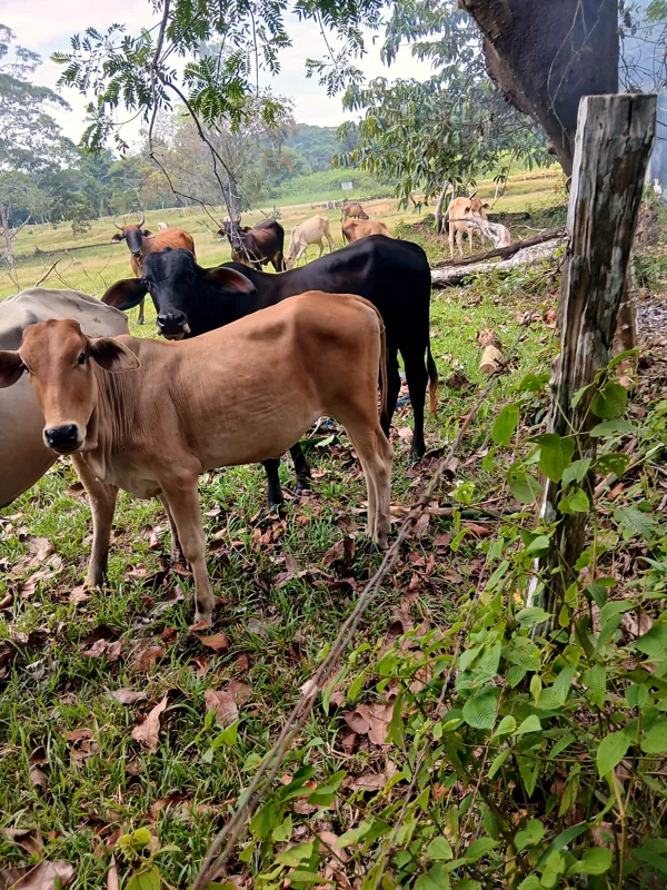 Girolando da Nova Canaã