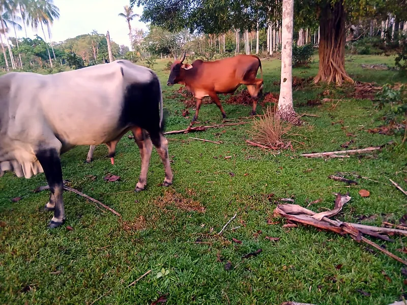 Lote L-12, Girolando