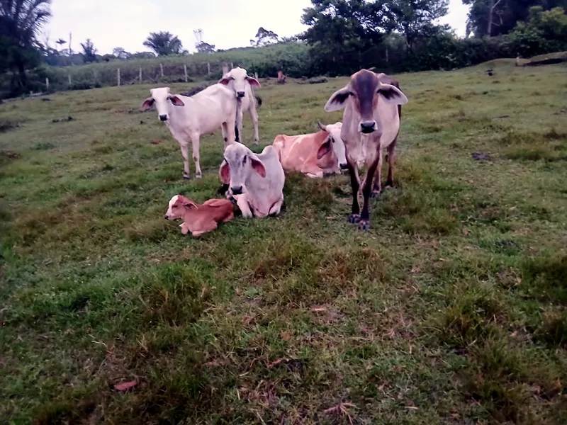 Lote L-13, Nelore x Zebu